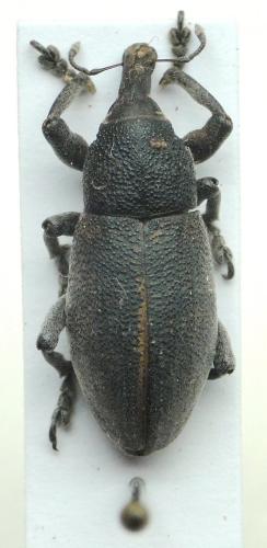 Lixomorphus algirus